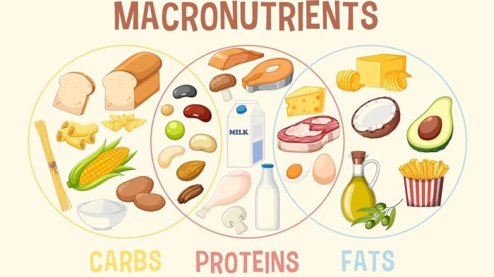 How to balance macronutrients in your daily diet